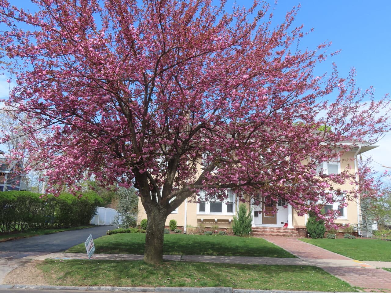 Multi-Stop Residential Driveway Paving project in Wallingford, Branford & Northford, CT — driveway framed by blossoming tree